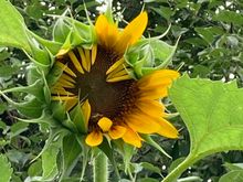 first sunflower to open