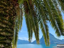 Love palm trees 
