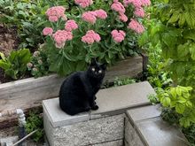 Another neighbor--this one looks so much like our Ouija