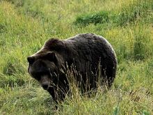 Alaska Wildlife Conservation Center