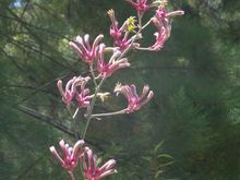 Kangaroo paw flowers 