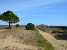 walkway to the beach