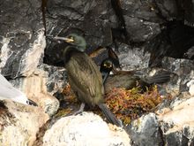 Another up close and personal visit to this seabird.