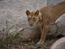 This lioness was starting her evening hunt.