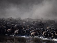 ...and massive hordes crossing.