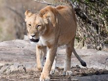 Walking into the sunrise.