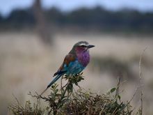 Lilac breasted roller - how can a bird have so many beautiful colors?