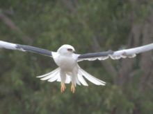 White-tailed Kite
