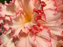 Mendocino Botanical Gardens 