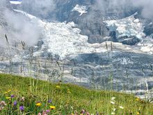 Wildflowers everywhere!!!