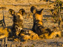 Wild dogs