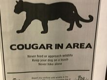 Raincitygirl  the cougar visit to our motel in Campbell River beats out the fox I saw in Edgeware tube station the other day. I wish I had taken a picture of the fox but my phone was packed away. 