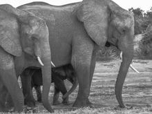 Chobe NP, Botswana