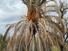 Dugout wells in the desert helps plants stay alive.