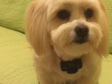 My beloved Mr. Fluffy