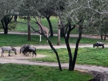 Just hanging out, watching giraffes and zebras and their friends.
R&R with a great balcony view