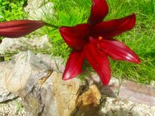 The lilies are coming!