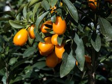 Persimmons if I'm not mistaken. There was also a wide range of different tropical citrus on site. Guide Luisa was generally cognizant of our being the sole non-Italian speakers. But sometimes she lapsed into local Napolitano dialect, 'Eh lui!" We learned later that week that her phrase had meant "Hey you two--c'mere and see this!" 