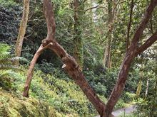 Dereen gardens