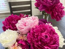 4 varieties of peonies in bloom 