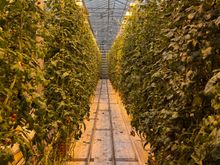 Friðheimar - greenhouse