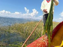 Demonstrating how he harvests the reeds