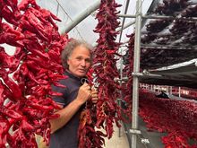 Sr. Pennella with strings of his peppers, all in various stages of drying