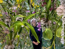 Those are real orchids!