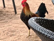 Chicken are everywhere in Kauai