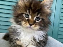 We are exploring adopting this Maine coon kitten