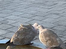 Maybe these are Florida’s pigeons?