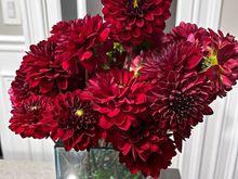 Tons of blooms from the Natal dahlias (and many more buds still on the plants)