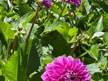 More dahlias 