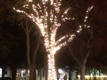 central park tree lights