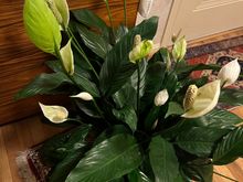 Would someone please identify this plant 