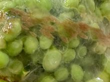"GREEN PEARLS," half order of peas from the Maresme coast, just northeast  of Barcelona.