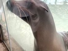 We enjoyed the aquarium 