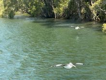 Pelicans arriving for lunch 