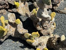 So unusual, but then I've only been to the cactus park outside Tucson, which we loved!!!  I've since bought ONE succulent for my NYC apartment..we will see how that thrives..or not!