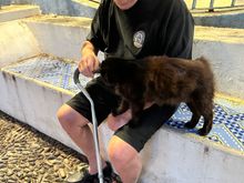 80 year old man with cane on Salina, with cat
