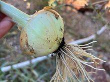 The first of what will be a nice crop of sweet onions.