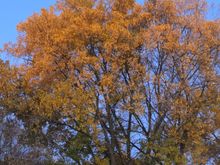 The moon was still high in the sky at sunup. Who the hell gets up this early on a Saturday?