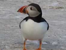 My puffin pal!