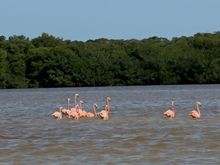 Flamingos