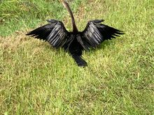 Anhinga right at our feet . There were two of them and one flew off.