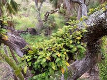 Fern covered branch from canopy walkway