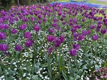 Botanical Garden 