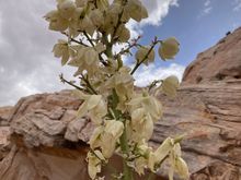 Yucca in bloom (I think)