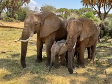 St Louis Zoo, world renowned 