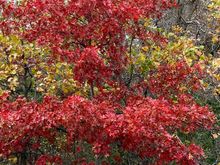 a very small Red Oak tree.